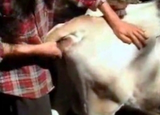 Cow is being anally fucked hard