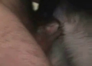 Lovely doggy drilled