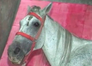 Zoo sex of a girl with horse