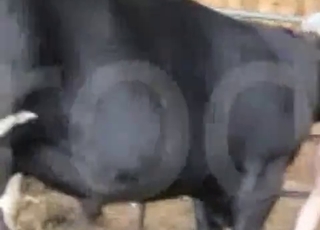 Good zoo sex at the old farm